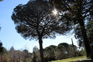 Pini Monastero san Nicolo